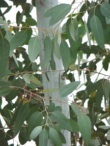 Eucalyptus gunnii Divaricata